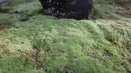 「玄関前を竹垣（みす垣）で目隠しした庭空間」福田邸　使用したホソバシラガゴケ