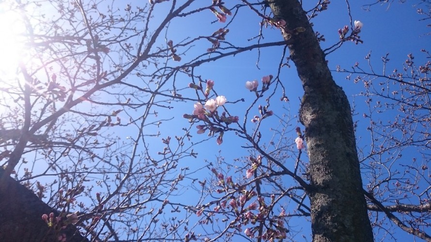 和田造園のある島根県大田市でも桜開花