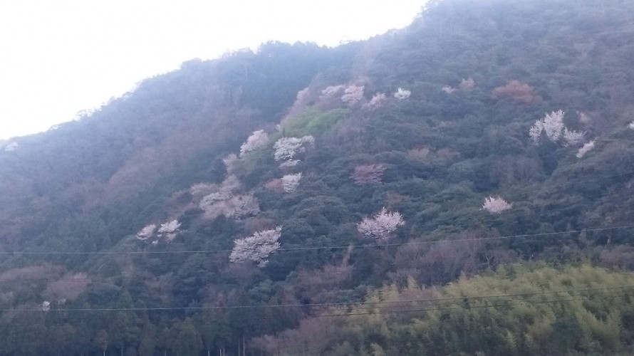 島根県大田市にある和田造園の窓から眺めた山並みの山桜