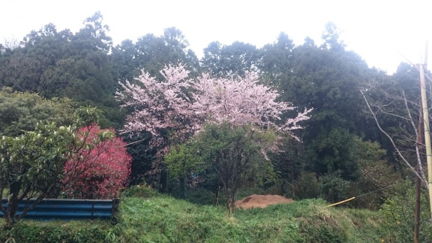 我が家の桜