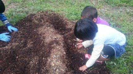 カブトムシの幼虫いるかな