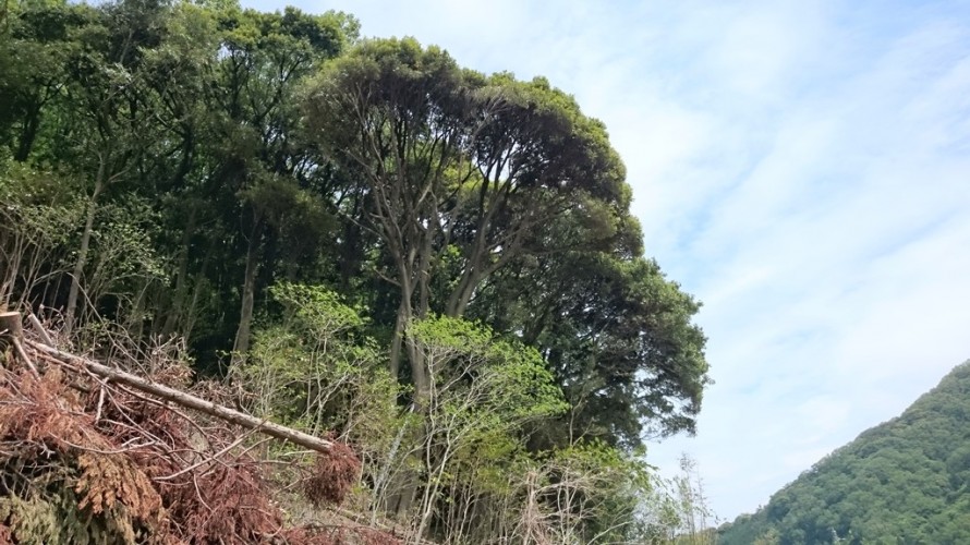 秘密基地（ツリーハウス）をつくる巨大なシイノキ