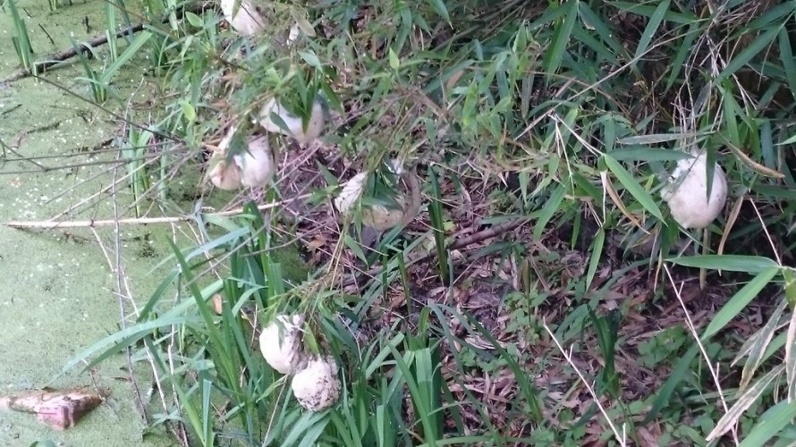 沼地の木の枝に産み付けられたモリアオガエルの卵