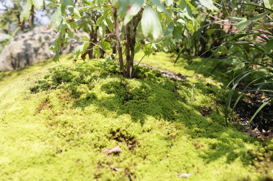 岩根の杜「心落ち着く庭空間」スナゴケ